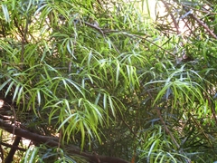 Podocarpus salignus