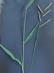 Urochloa mosambicensis