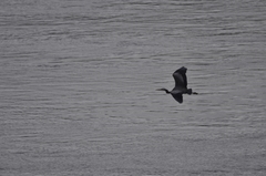 Ardea herodias fannini