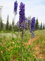 Delphinium × occidentale