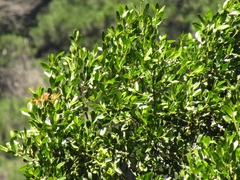 Laurelia sempervirens