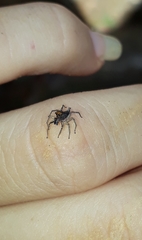 Maeota dichrura