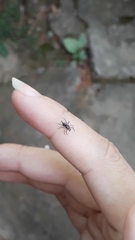 Maeota dichrura