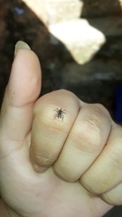 Maeota dichrura