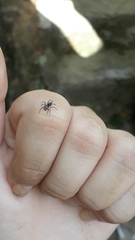 Maeota dichrura