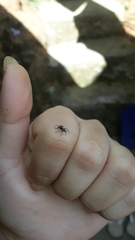 Maeota dichrura