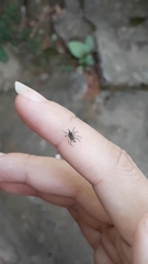 Maeota dichrura