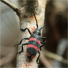 Ceroplesis orientalis