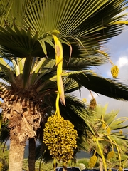 Pritchardia