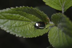 Asphaera albomarginata