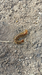 Scolopendra polymorpha