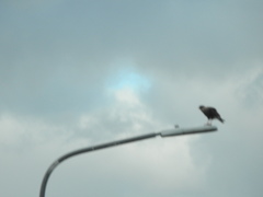 Caracara plancus