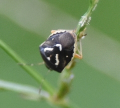 Mormidea pama