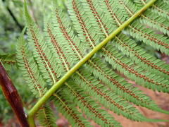 Cyathea sechellarum