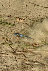 Rhionaeschna multicolor