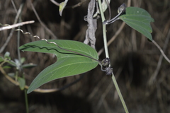 Passiflora indecora