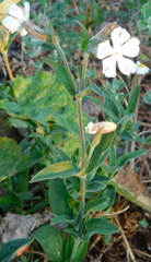 Silene latifolia alba