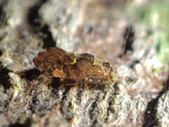 Myopsocidae
