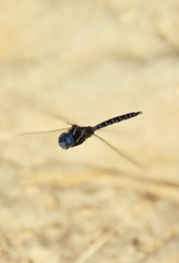 Rhionaeschna multicolor