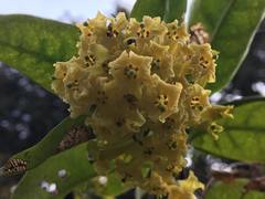 Cestrum thyrsoideum