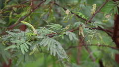Mimosa tenuiflora