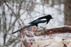 Black-Billed Magpie photo 4
