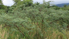 Mimosa tenuiflora