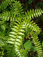 Adiantum latifolium