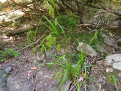 Carex excelsa