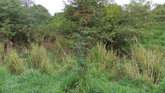 Verbesina myriocephala