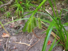 Carex excelsa