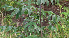 Verbesina myriocephala