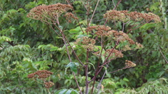 Verbesina myriocephala