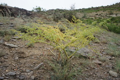 Ferula ferulaeoides