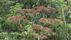 Verbesina myriocephala