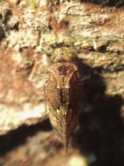 Myopsocidae