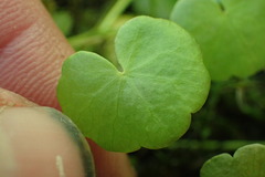 Hydrocotyle pterocarpa