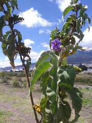 Solanum crinitipes