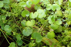 Hydrocotyle pterocarpa