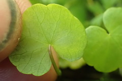 Hydrocotyle pterocarpa