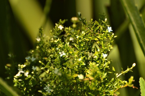 Galianthe brasiliensis