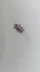 Creatonotos gangis-interrupta agg