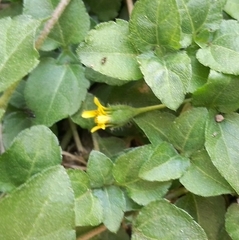 Calyptocarpus vialis