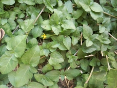 Calyptocarpus vialis