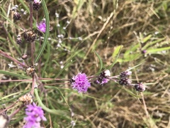 Lessingianthus rubricaulis