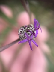 Lessingianthus rubricaulis