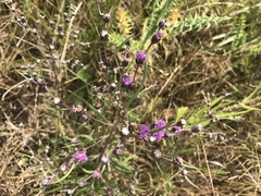 Lessingianthus rubricaulis