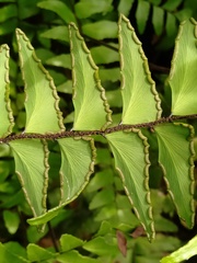 Adiantum latifolium