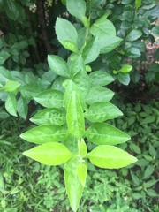 Duranta erecta