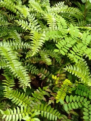 Adiantum latifolium
